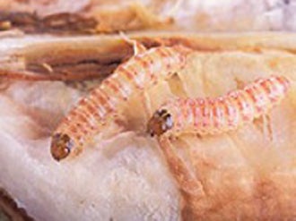 Pink Bollworm