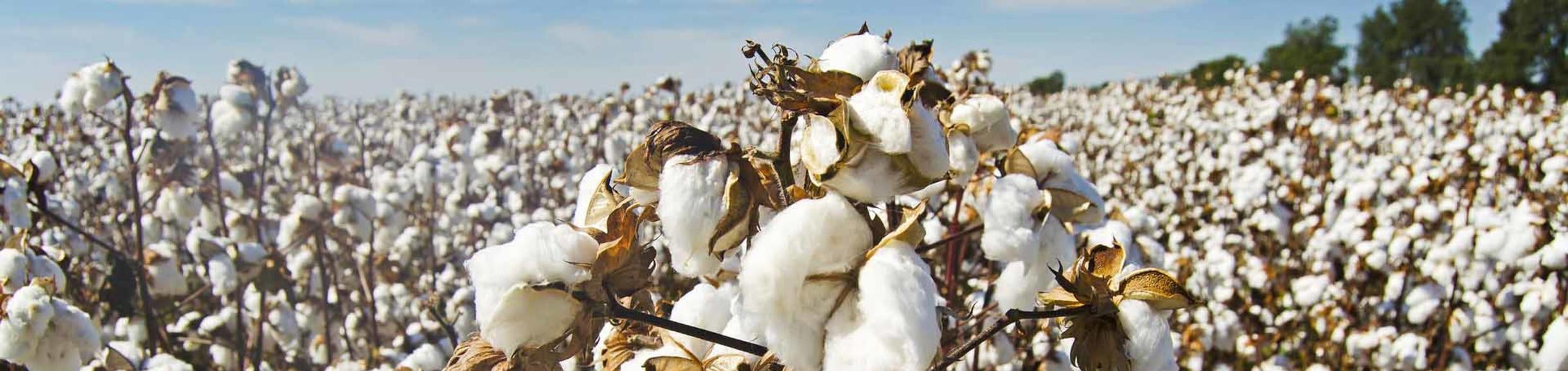 Cotton field, pixabay.com