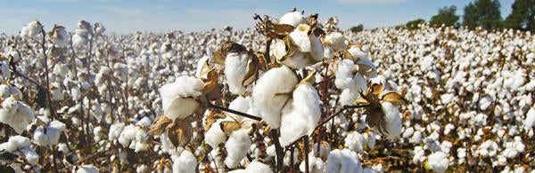 Cotton field, pixabay.com