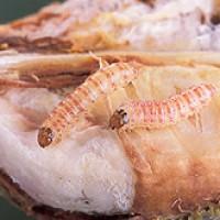 Pink Bollworm